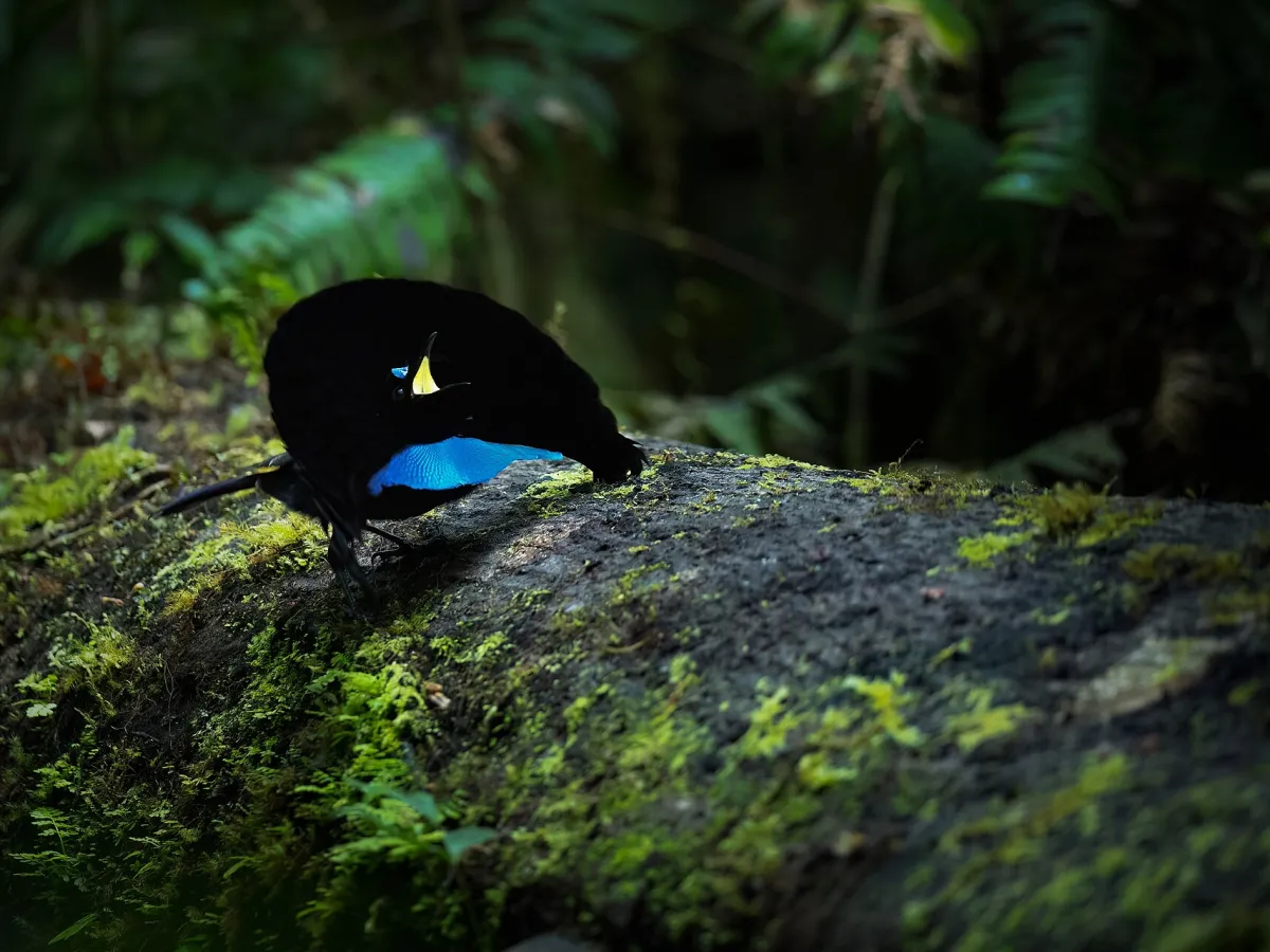 Superb bird-of-paradise