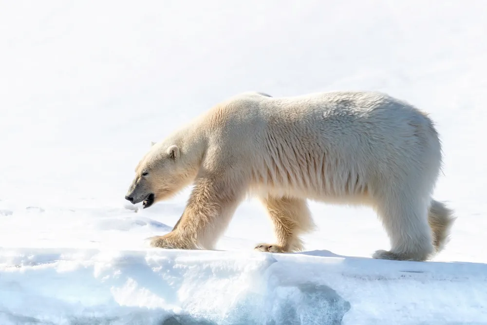 Polar-bear watching