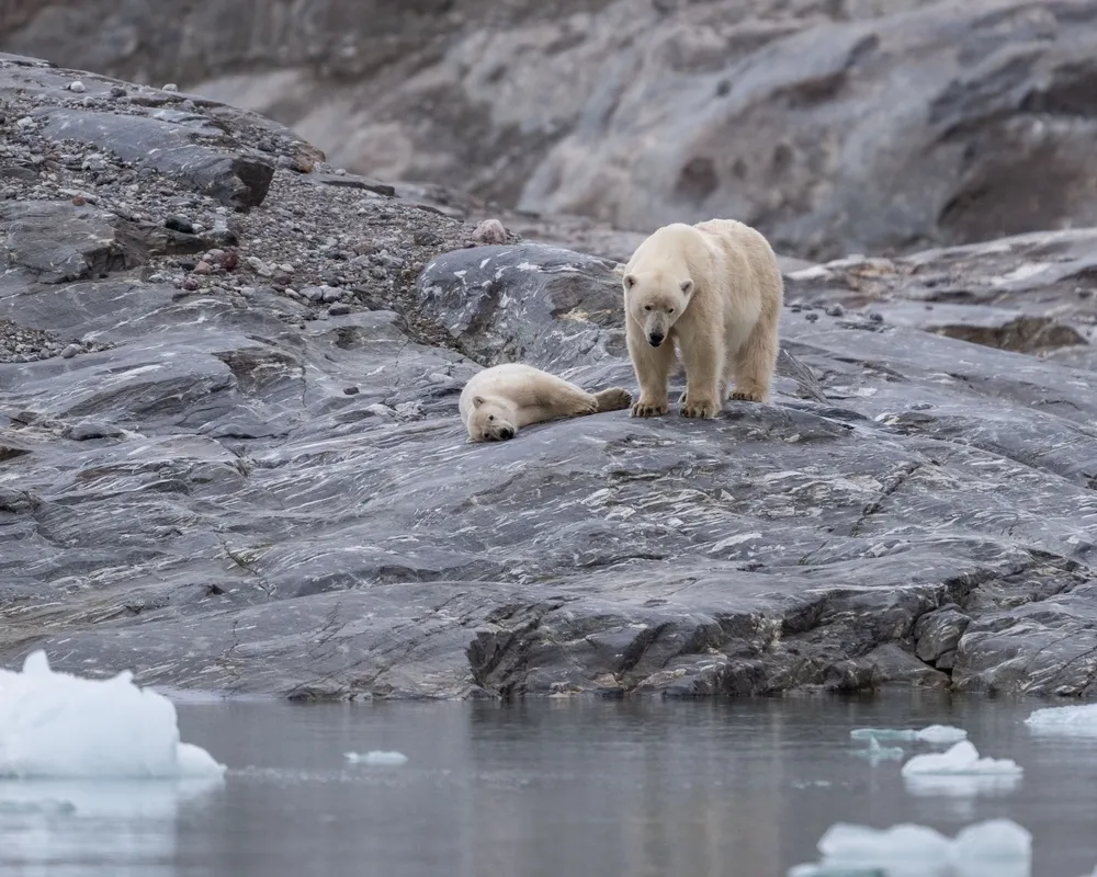 A polar bear on the pack ice off Svalbard.