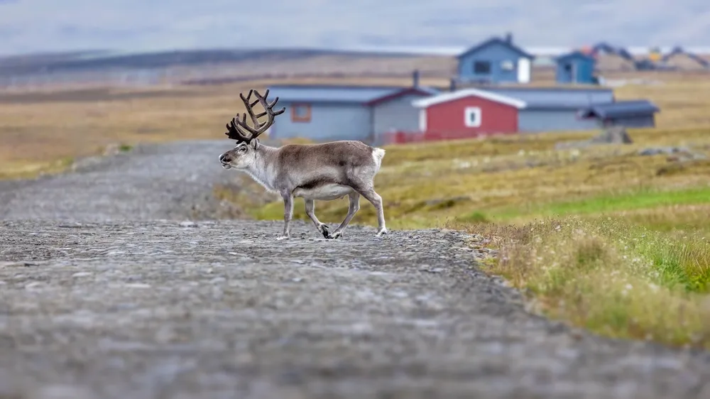 Svalbard reindeer
