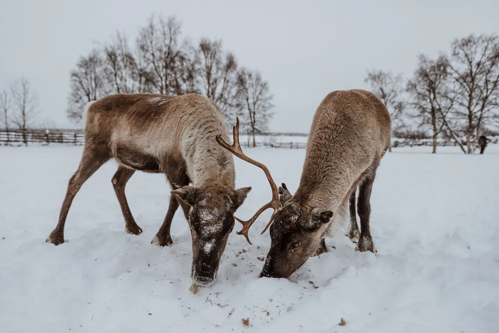 Husky & reindeer