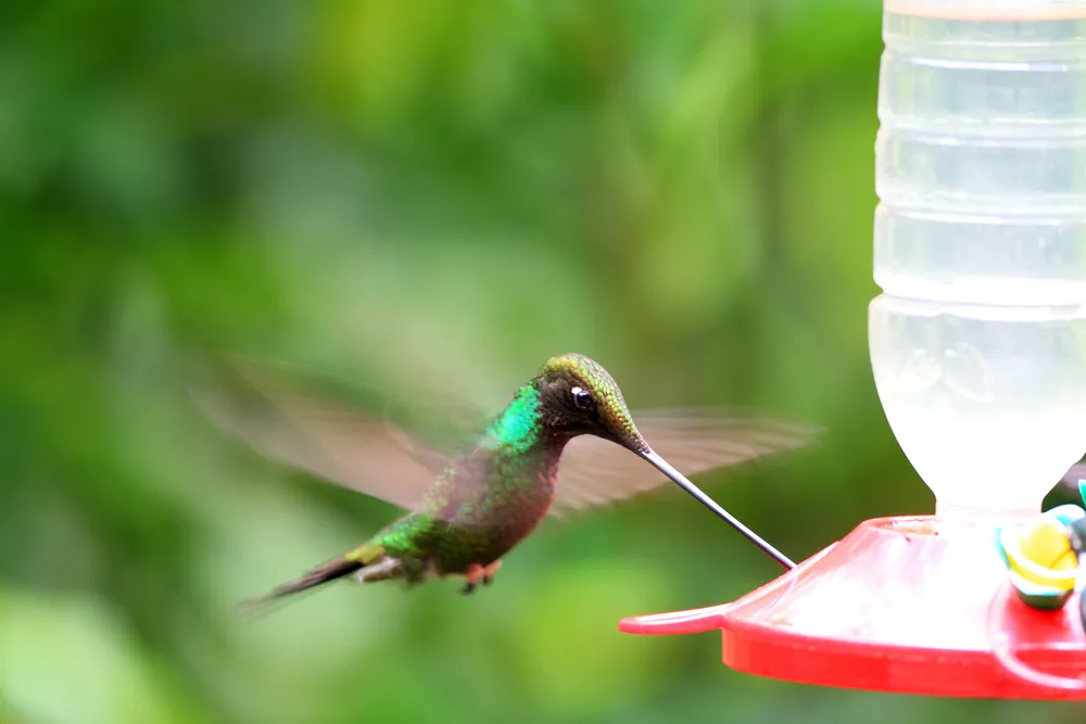 Sword-billed hummingbird