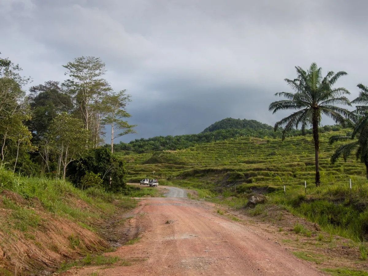 Lowland rainforest at Tabin, with its mud-volcano licks.