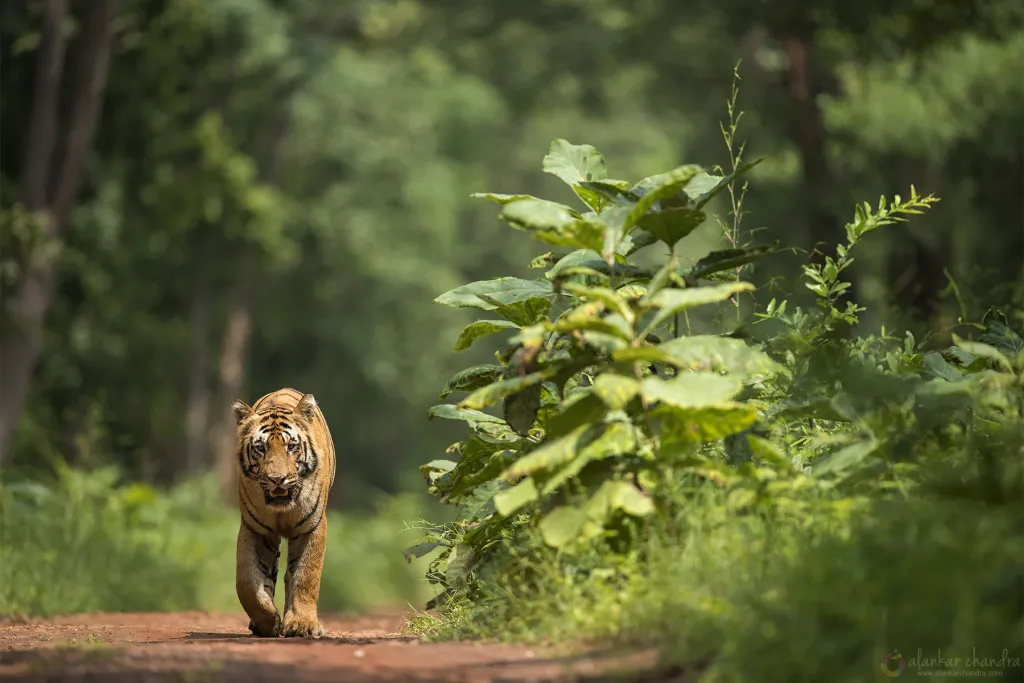 tadoba-pench-kanha