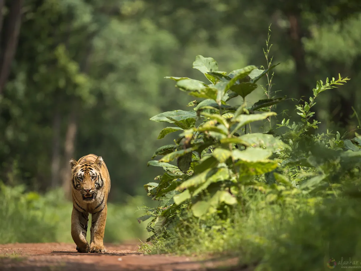 A tiger cooling off at the edge of Tadoba lake in the heat.