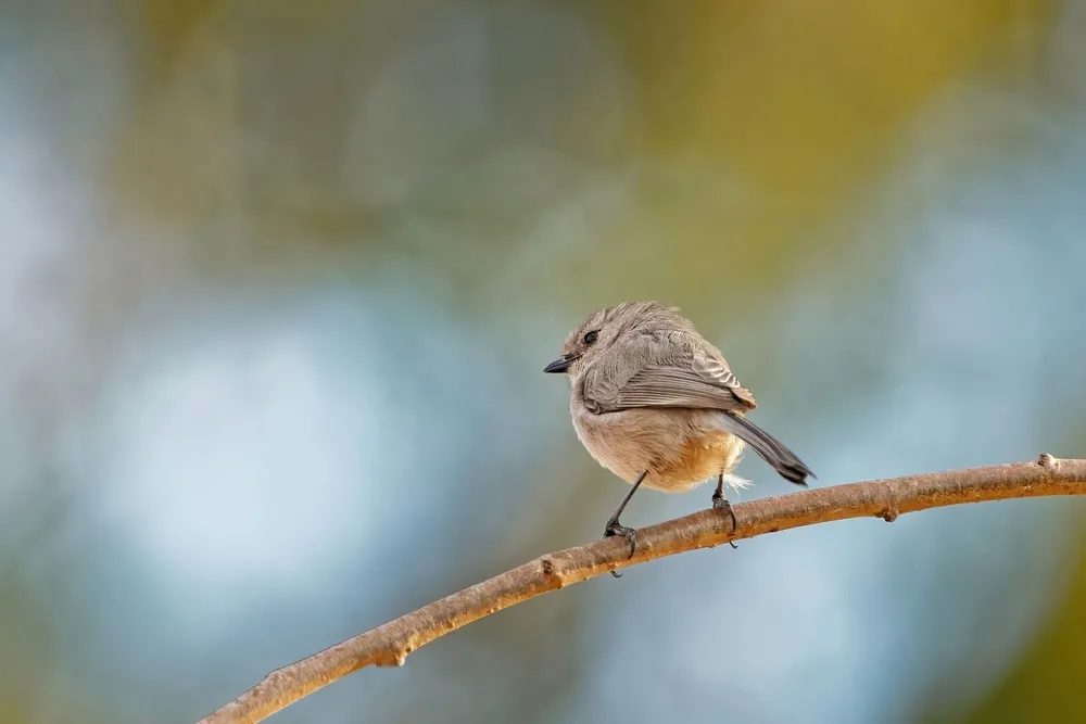 Taiga birds