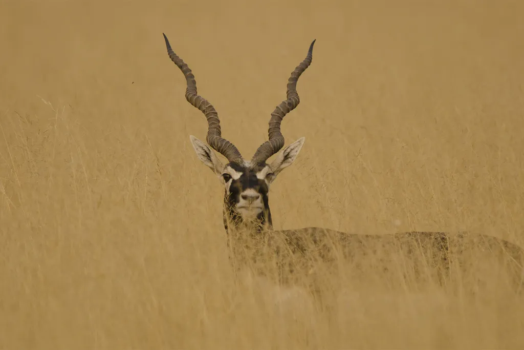 Rajasthan Birding