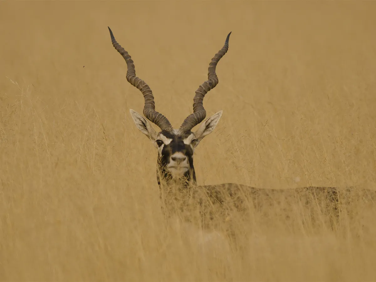 Blackbuck plains