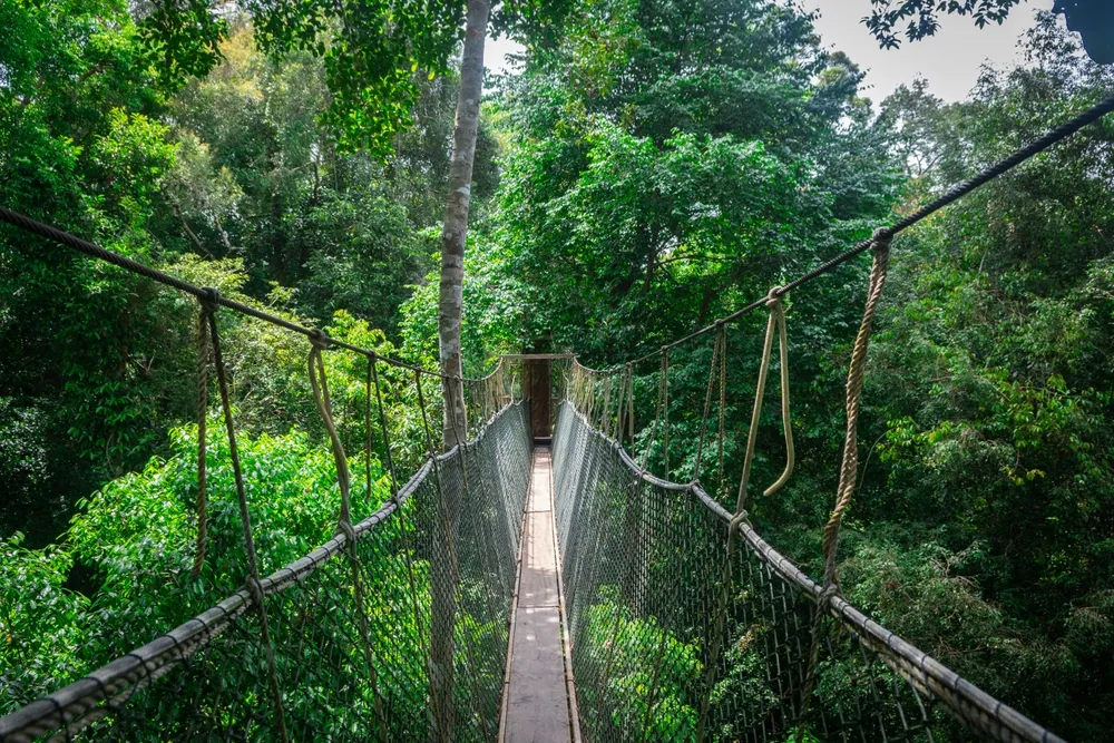 Canopy walkway