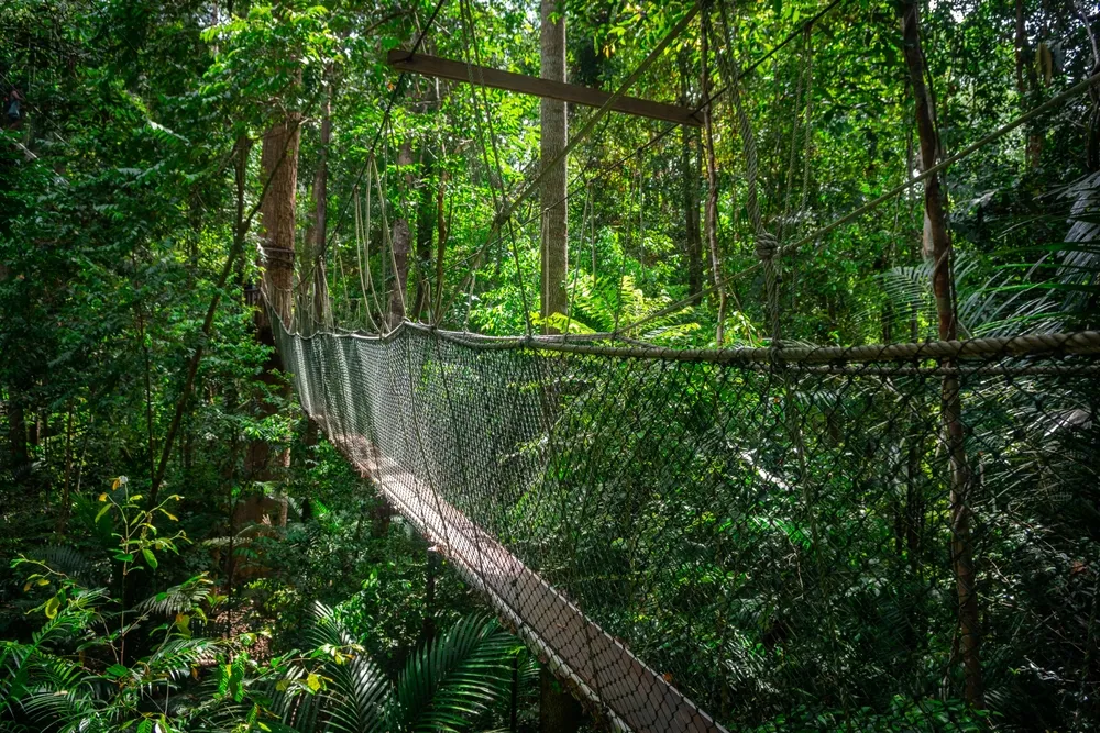 The canopy walkway through ancient rainforest at Taman Negara.