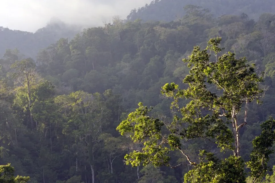 Tangkoko Nature Reserve — sulawesi reserve.