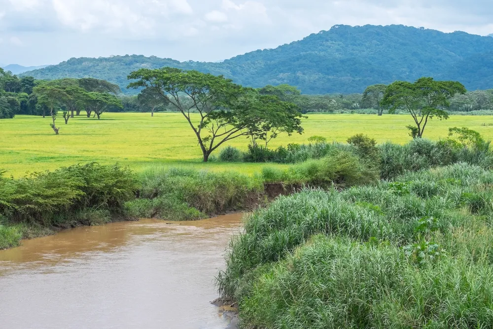 Tarcoles — river boat safari.