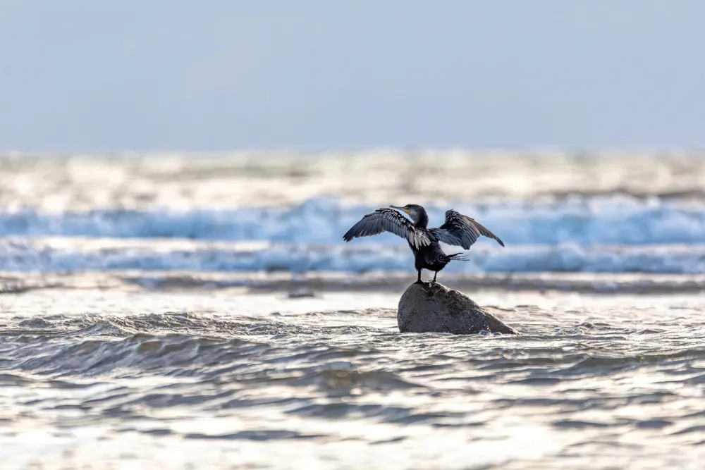 ultimate-birding