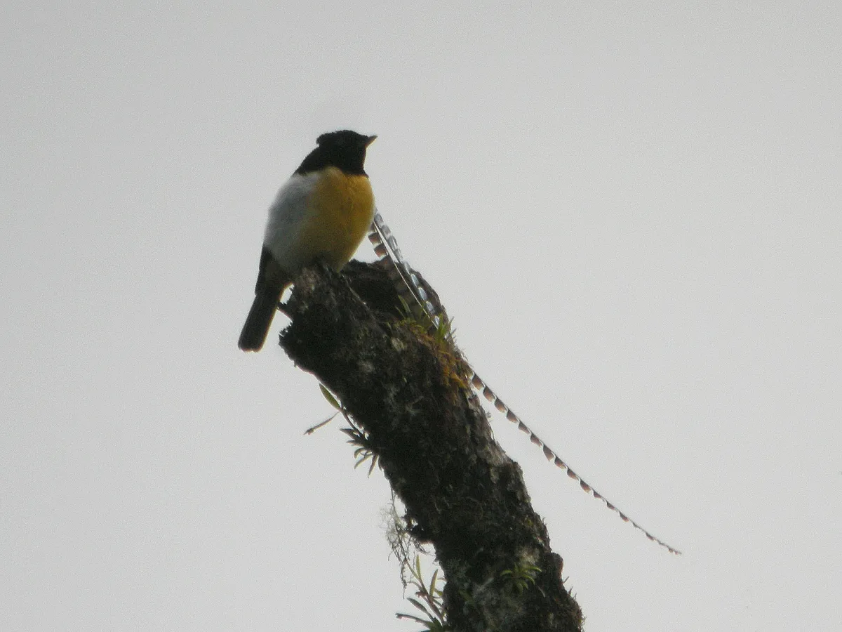 King of Saxony bird-of-paradise