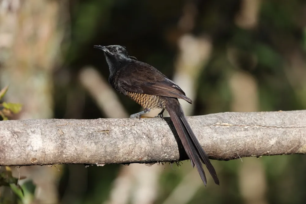 Stephanie's astrapia