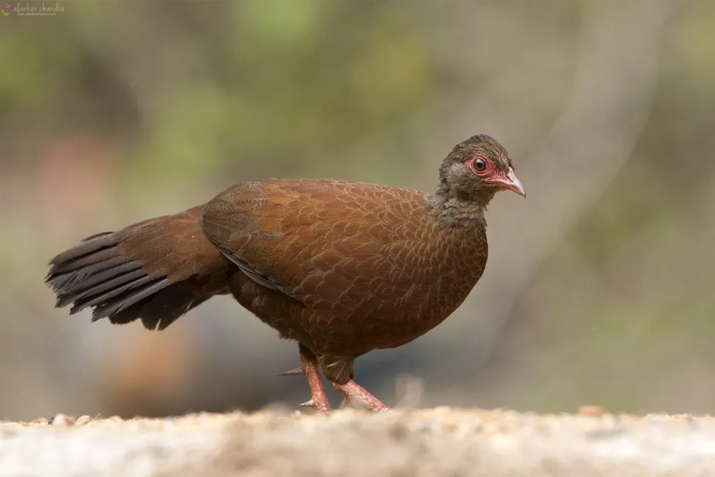 Western Ghats Birding