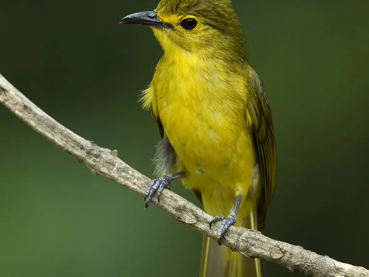 Endemic birding