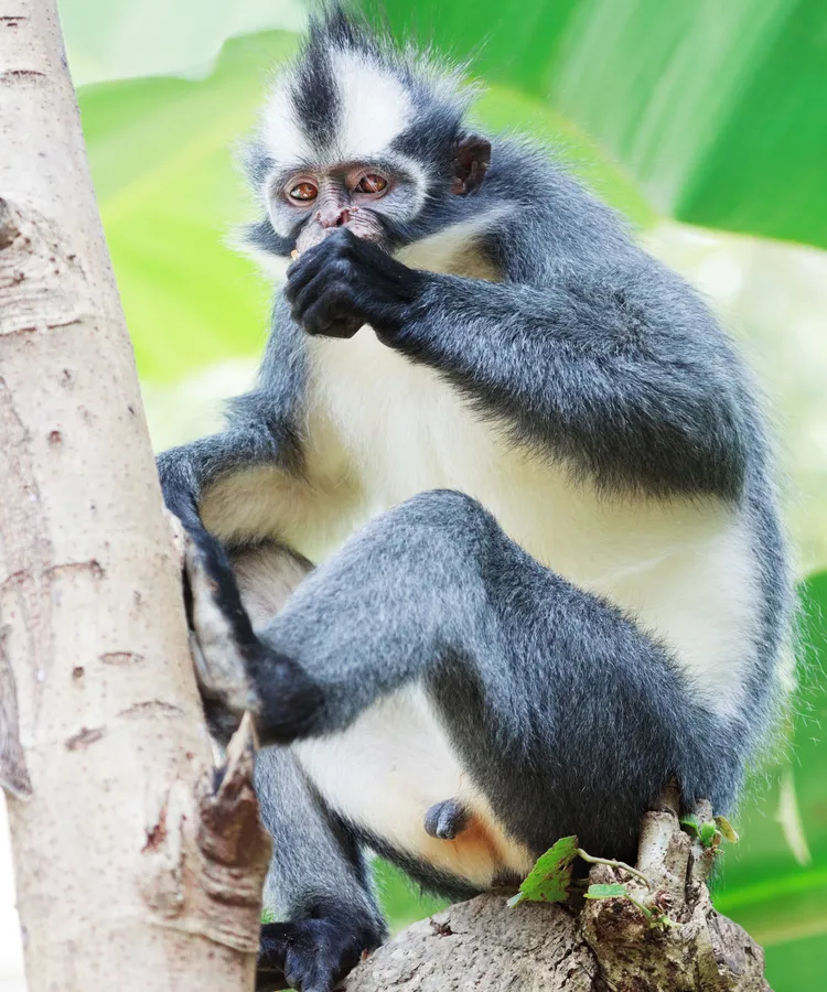 Thomas's leaf monkey