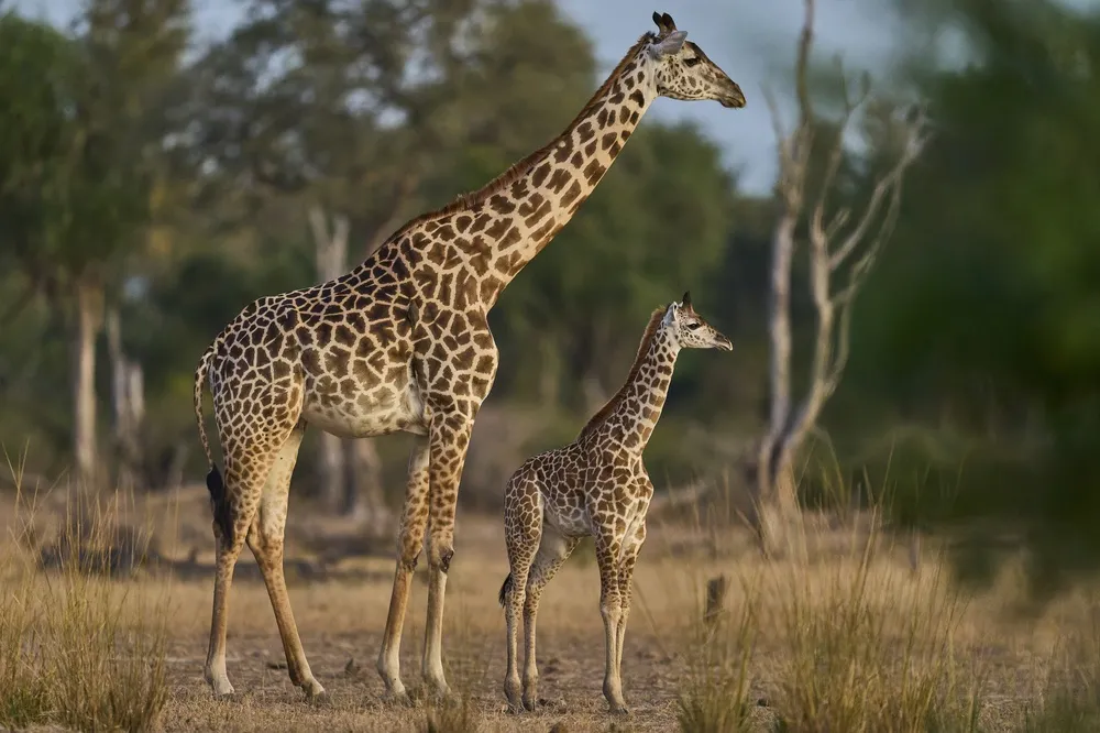 Thornicroft's giraffe