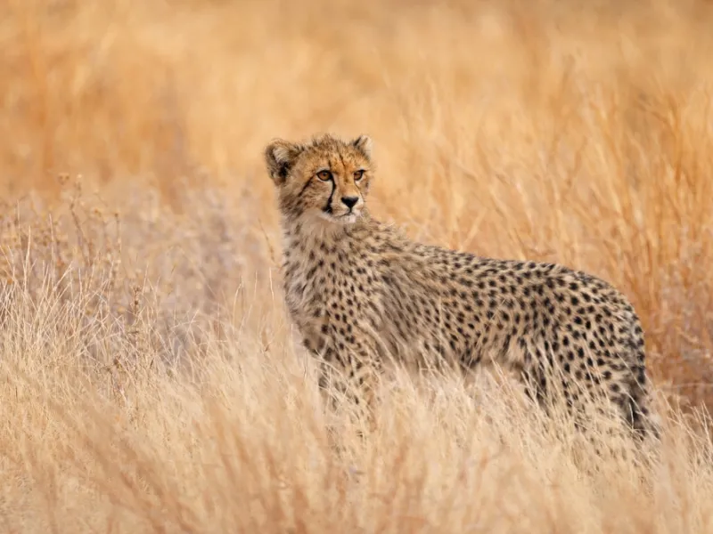 Cheetah