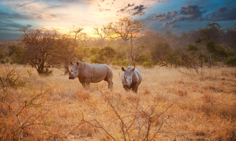 Ultimate South Africa