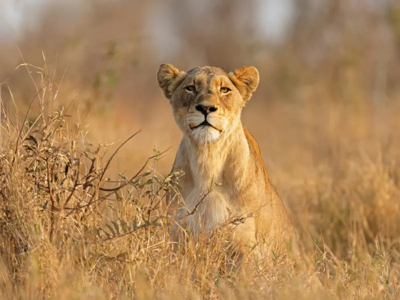 Value private safari