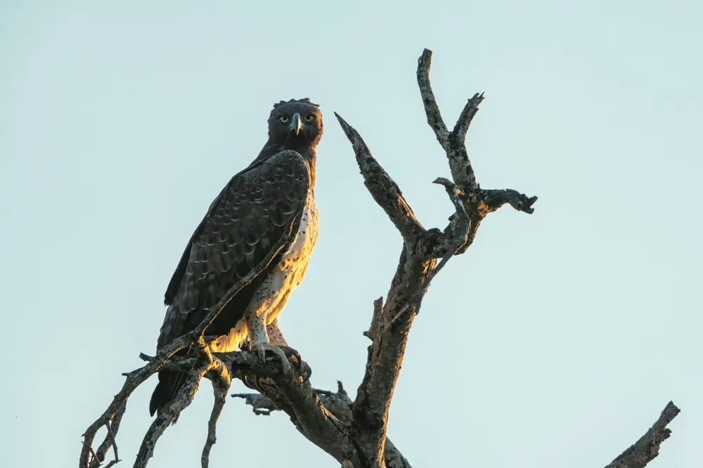 Timbavati Safari
