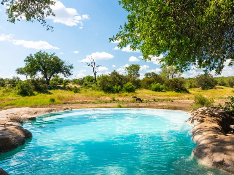 Open Timbavati bushveld under a wide lowveld sky.