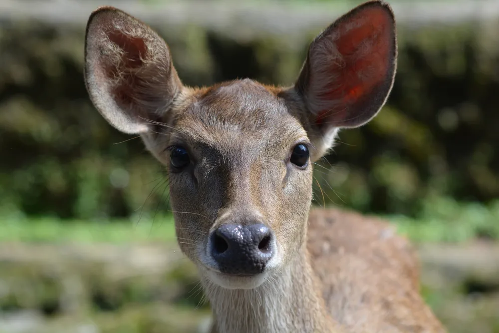 Timor deer