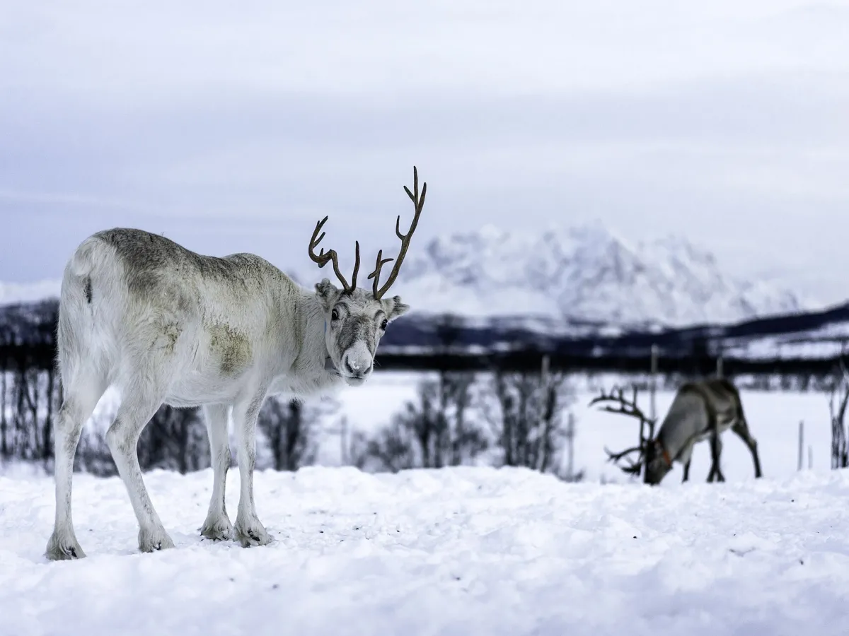 Reindeer
