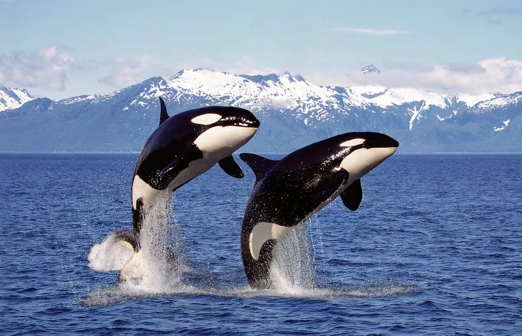Winter whales