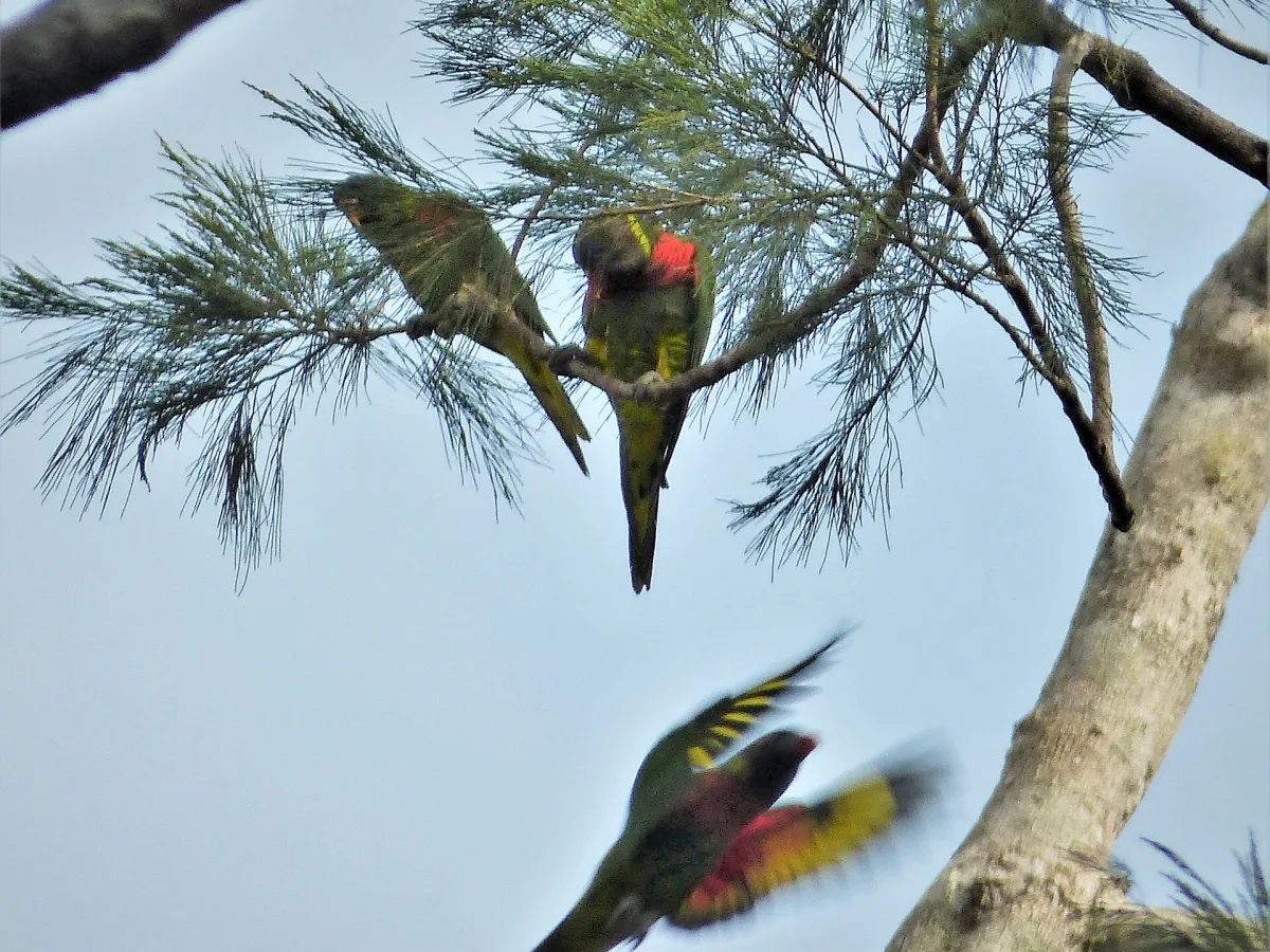 Varirata National Park — birding park.