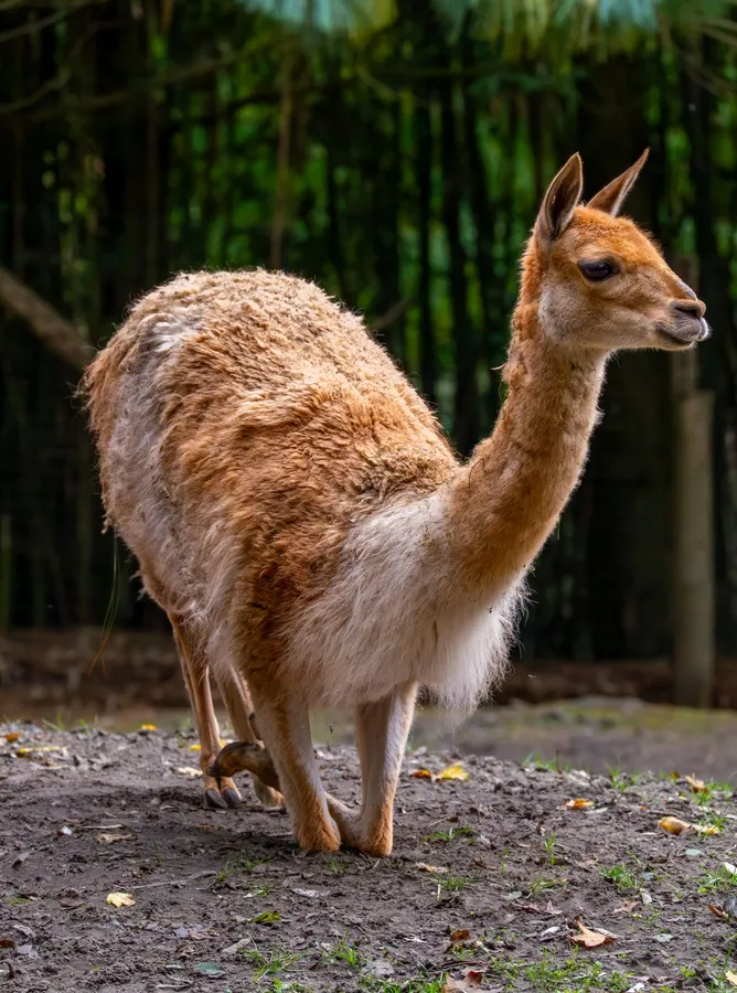Vicuña