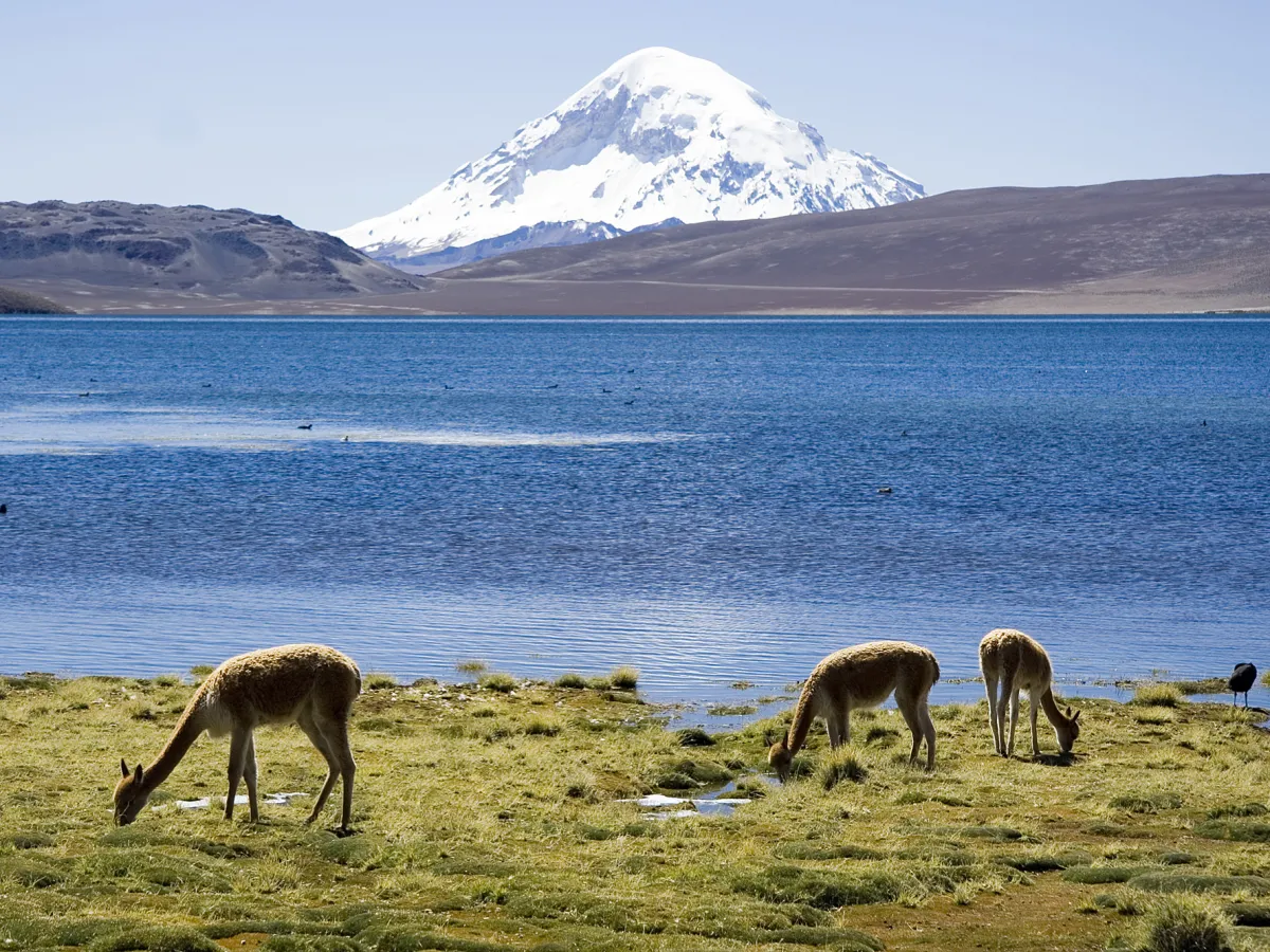 Vicuñas beneath Nevado Sajama.