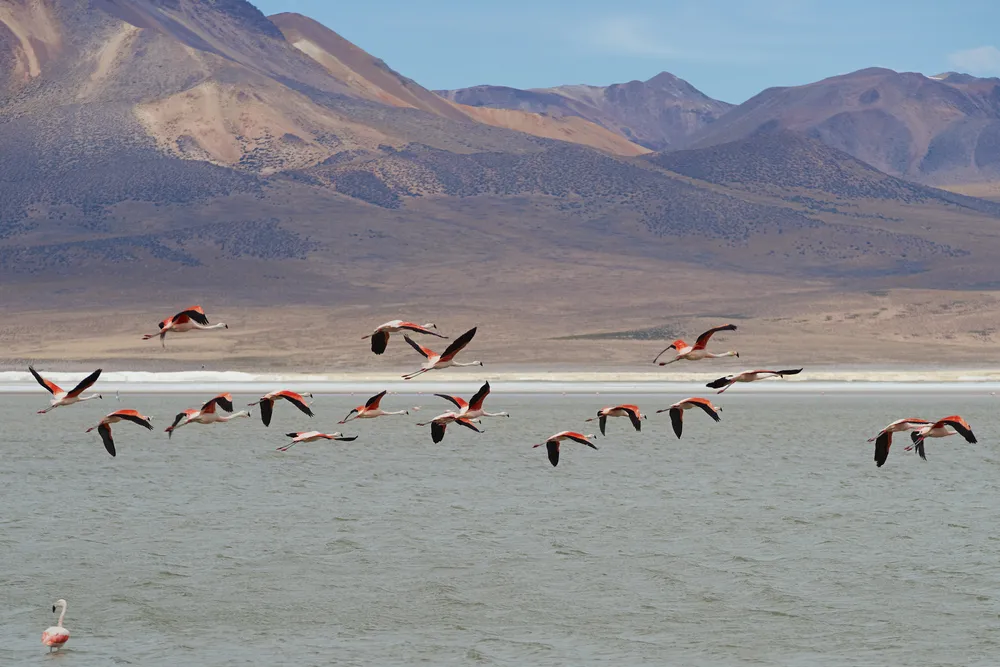 Vicuñas & flamingos