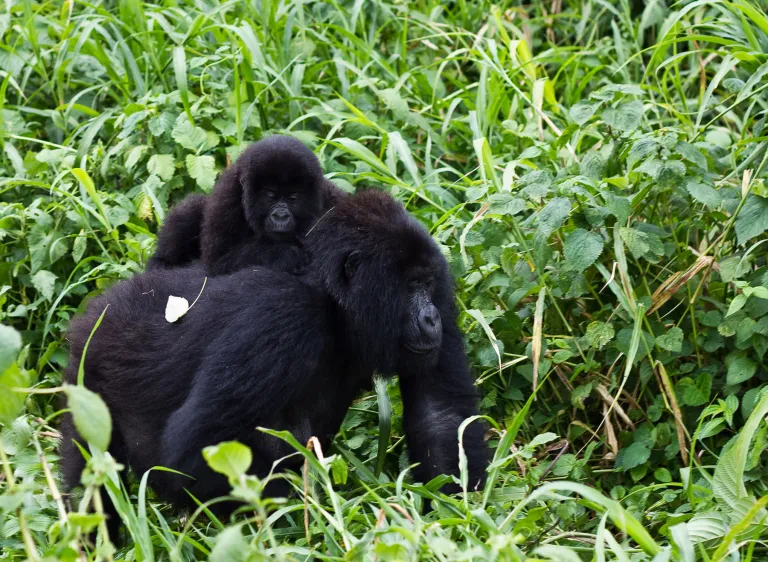 Rwanda