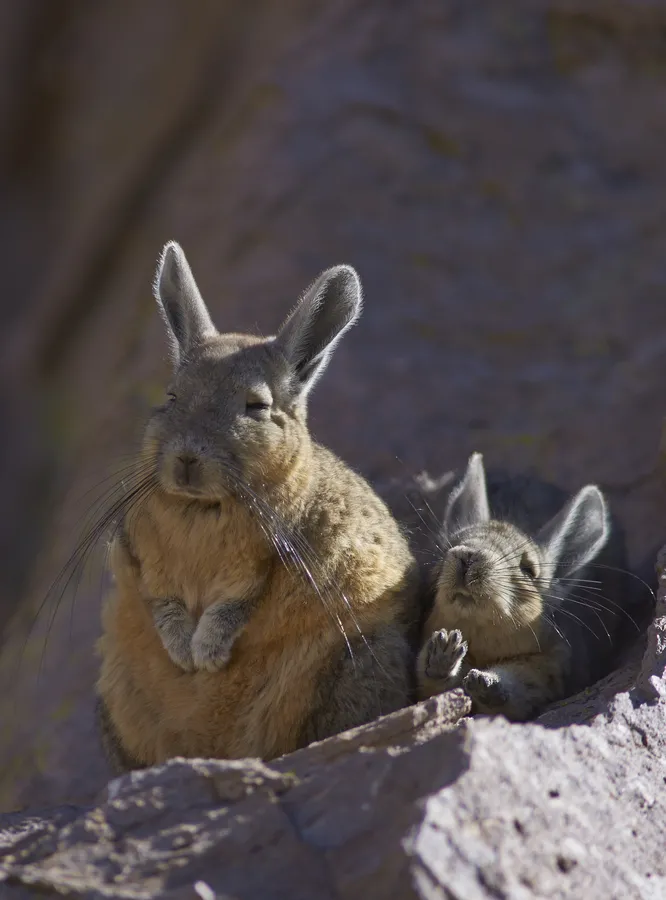 Viscacha