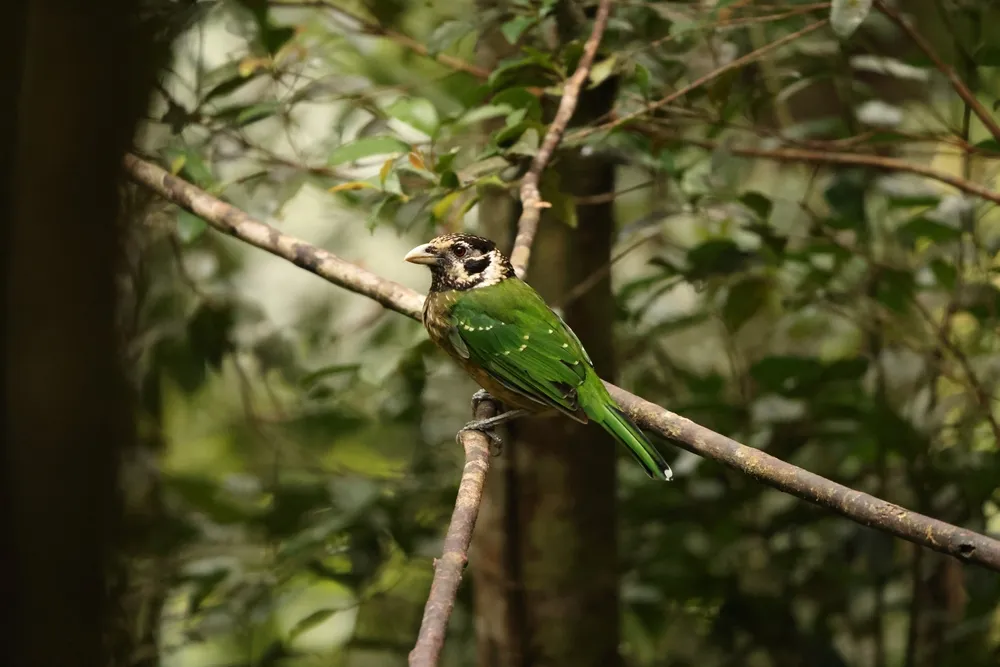 Vogelkop bowerbird