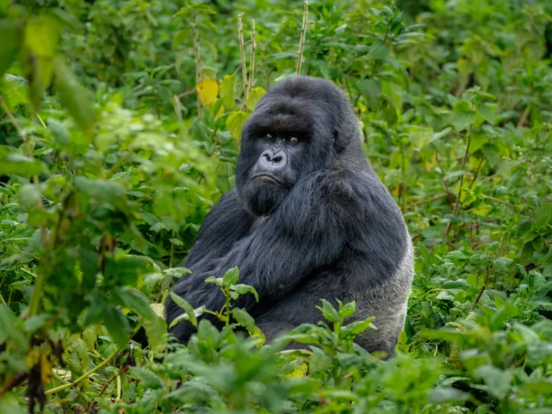 Mountain gorilla