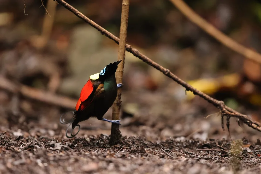 Indonesia Wildlife Highlights