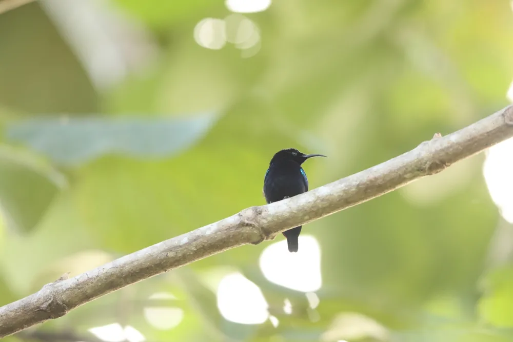 west-papua-birds-of-paradise