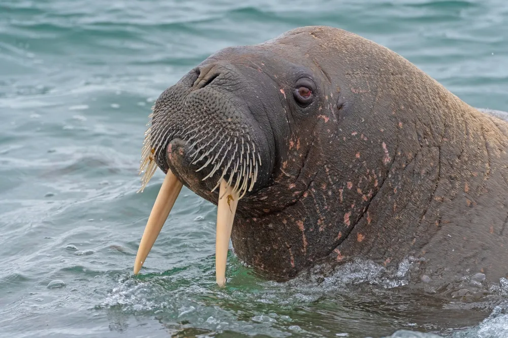 Walrus