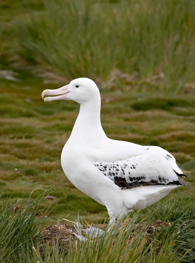 Wandering albatross