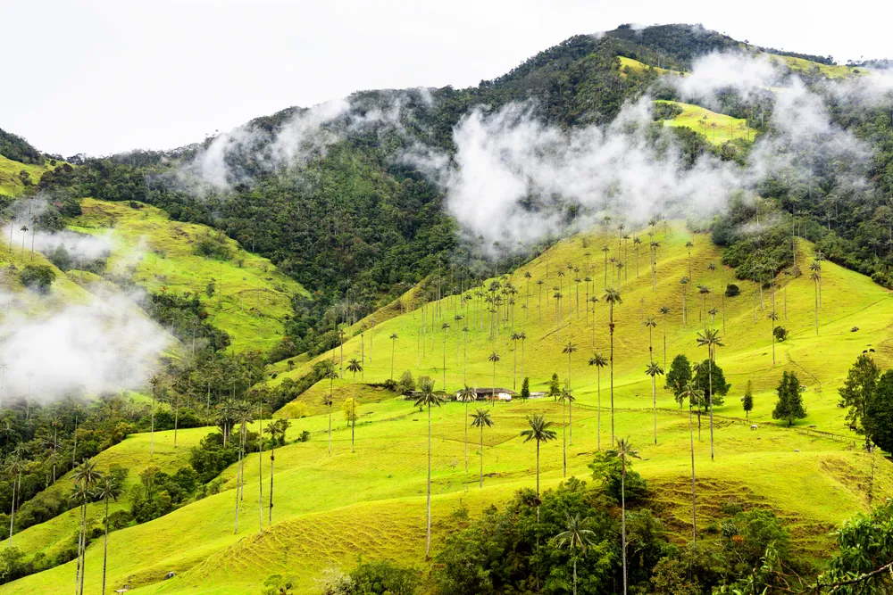 Wax palms in the Cocora valley below Los Nevados.