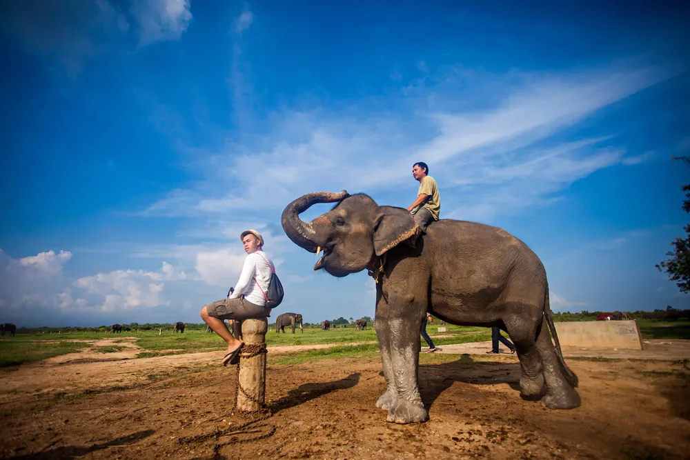 Elephant centre