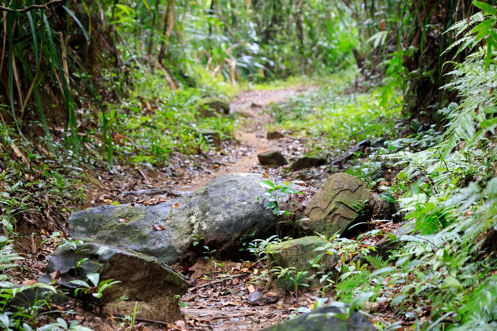 Way Kambas National Park — sumatran lowland park.