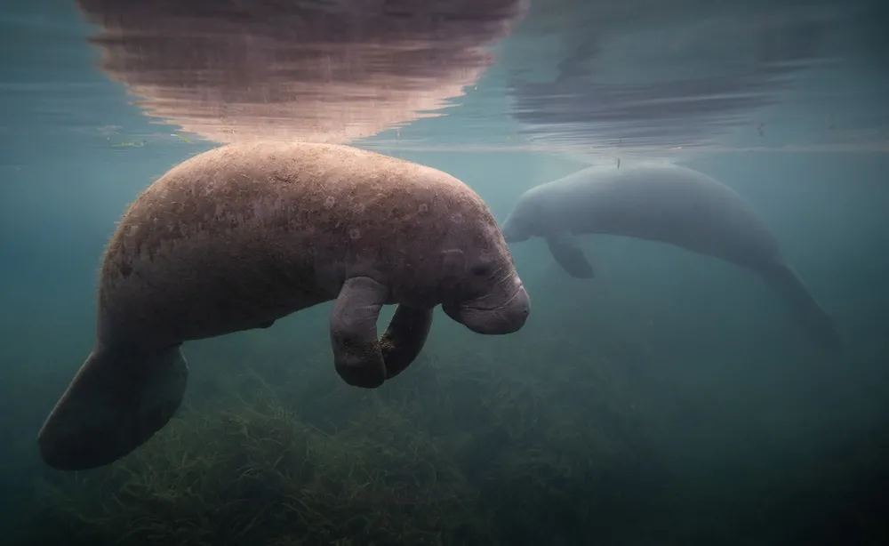 West Indian manatee
