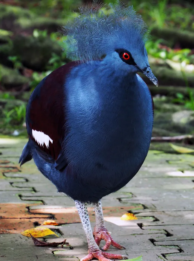 Western crowned pigeon