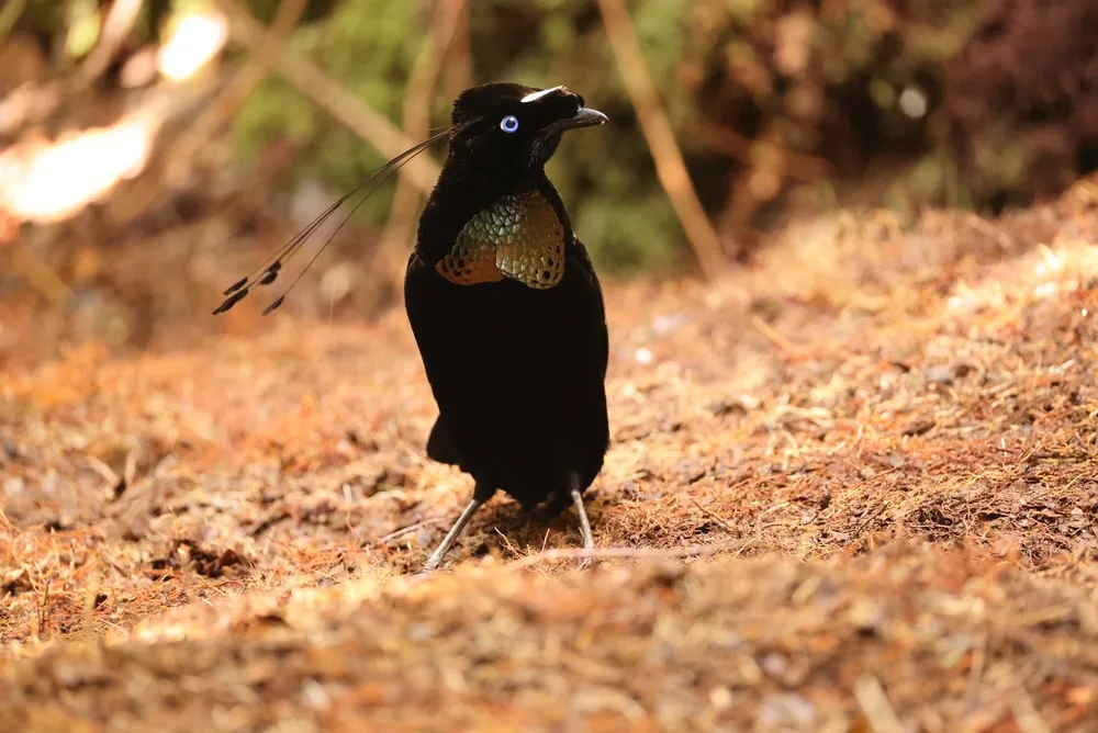Western parotia