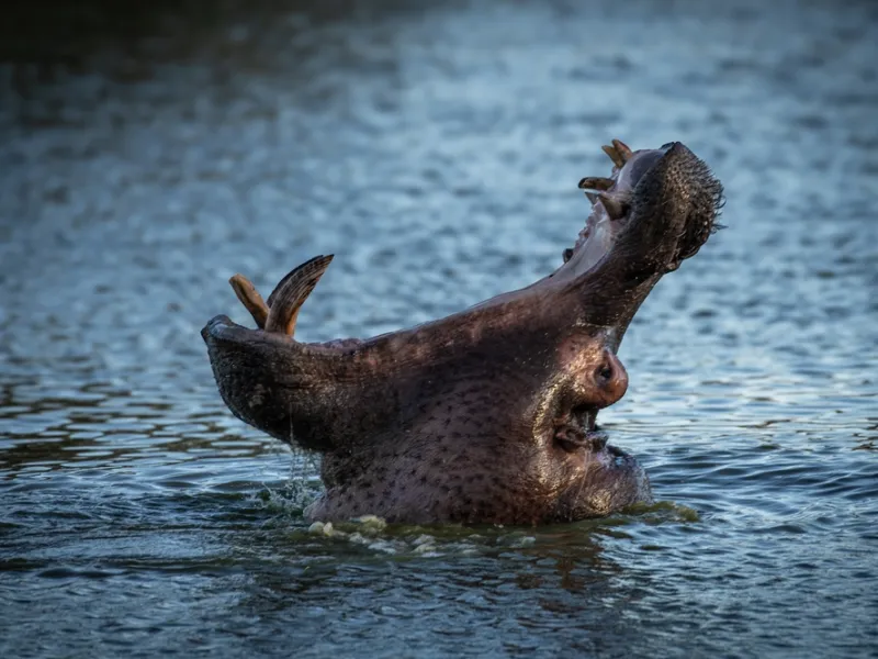 Red lechwe splashing across a Moremi floodplain.
